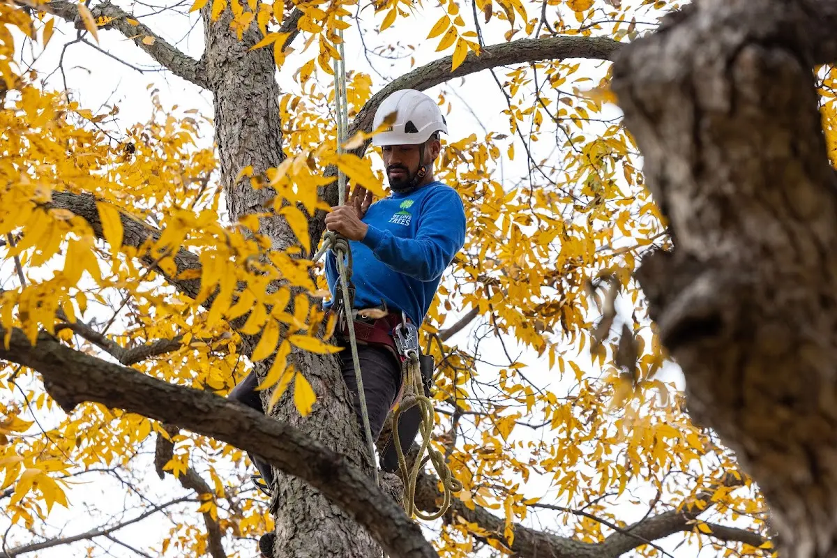 Skilled Tree Pruning crew working in Mountain Top