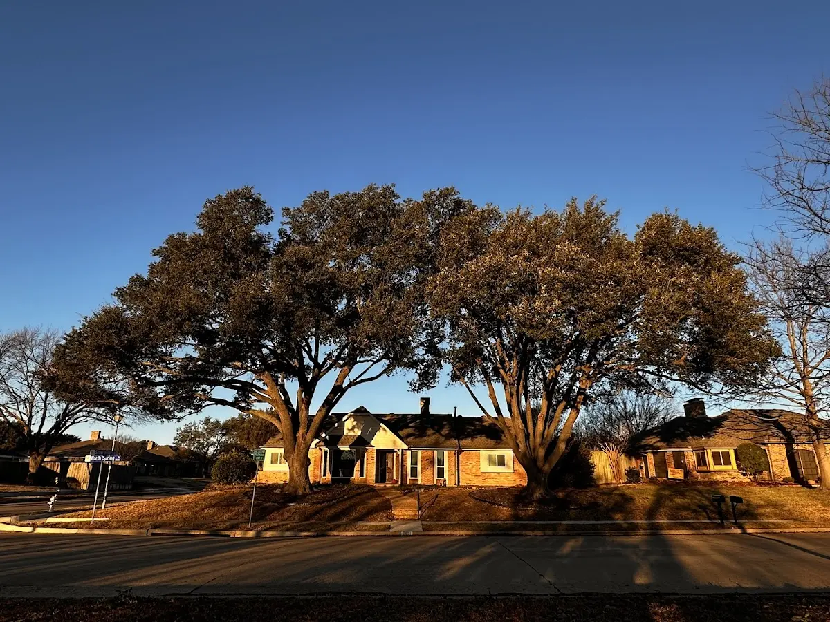 Established residential canopy tree shading a home in Mountain Top